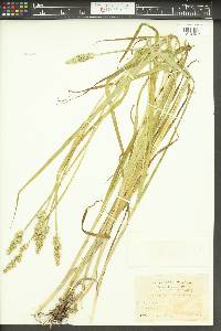 Carex alopecoidea image