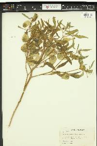 Physalis longifolia image