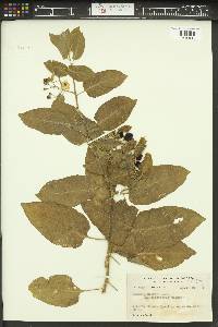 Solanum clokeyi image