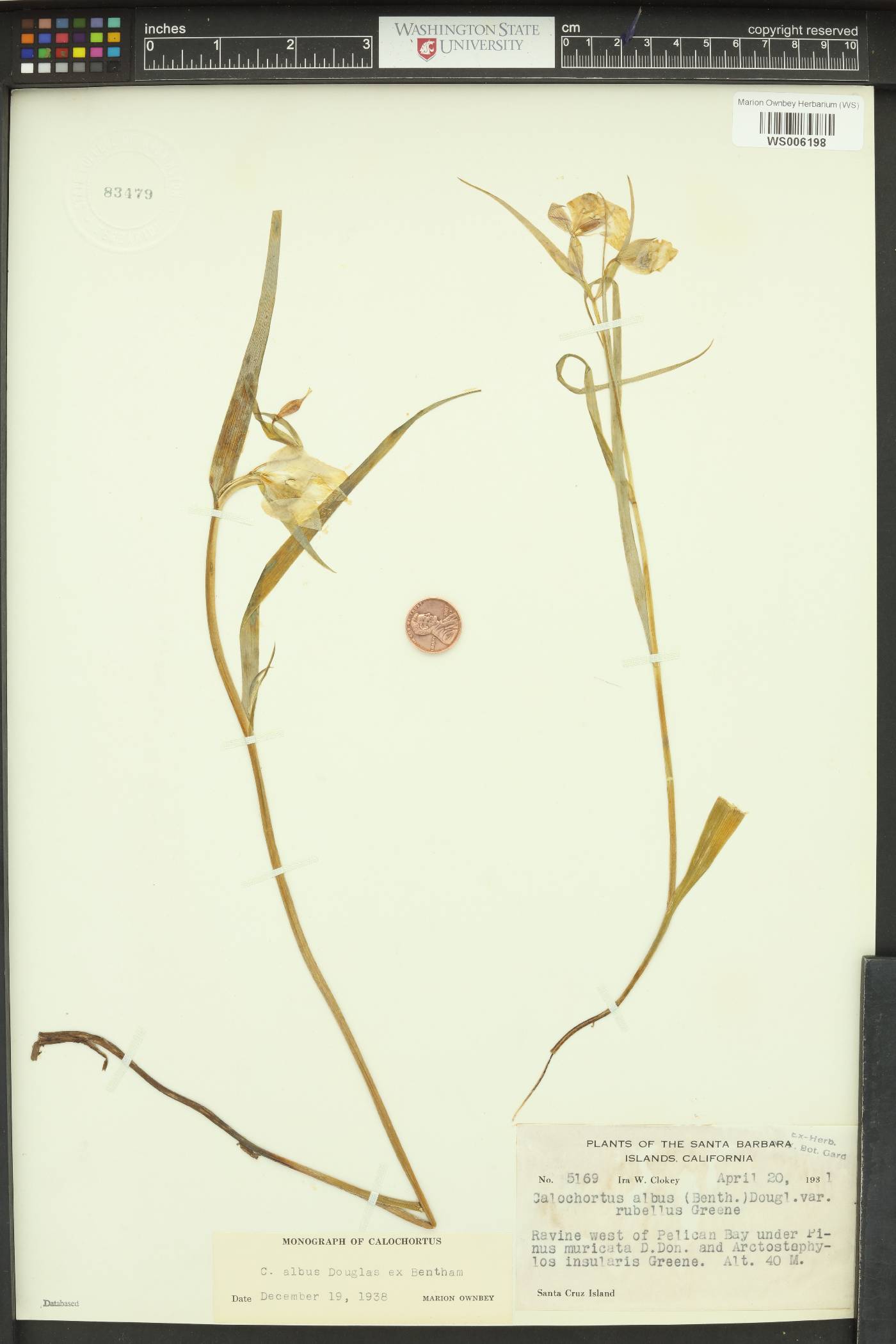 Calochortus albus var. rubellus image