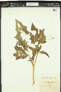 Datura stramonium image