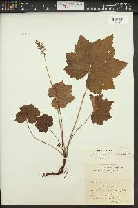 Heuchera villosa image