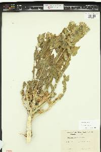 Hyoscyamus niger image