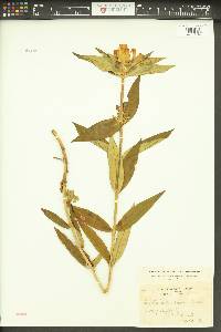 Gentiana andrewsii image