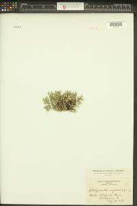 Selaginella rupestris image
