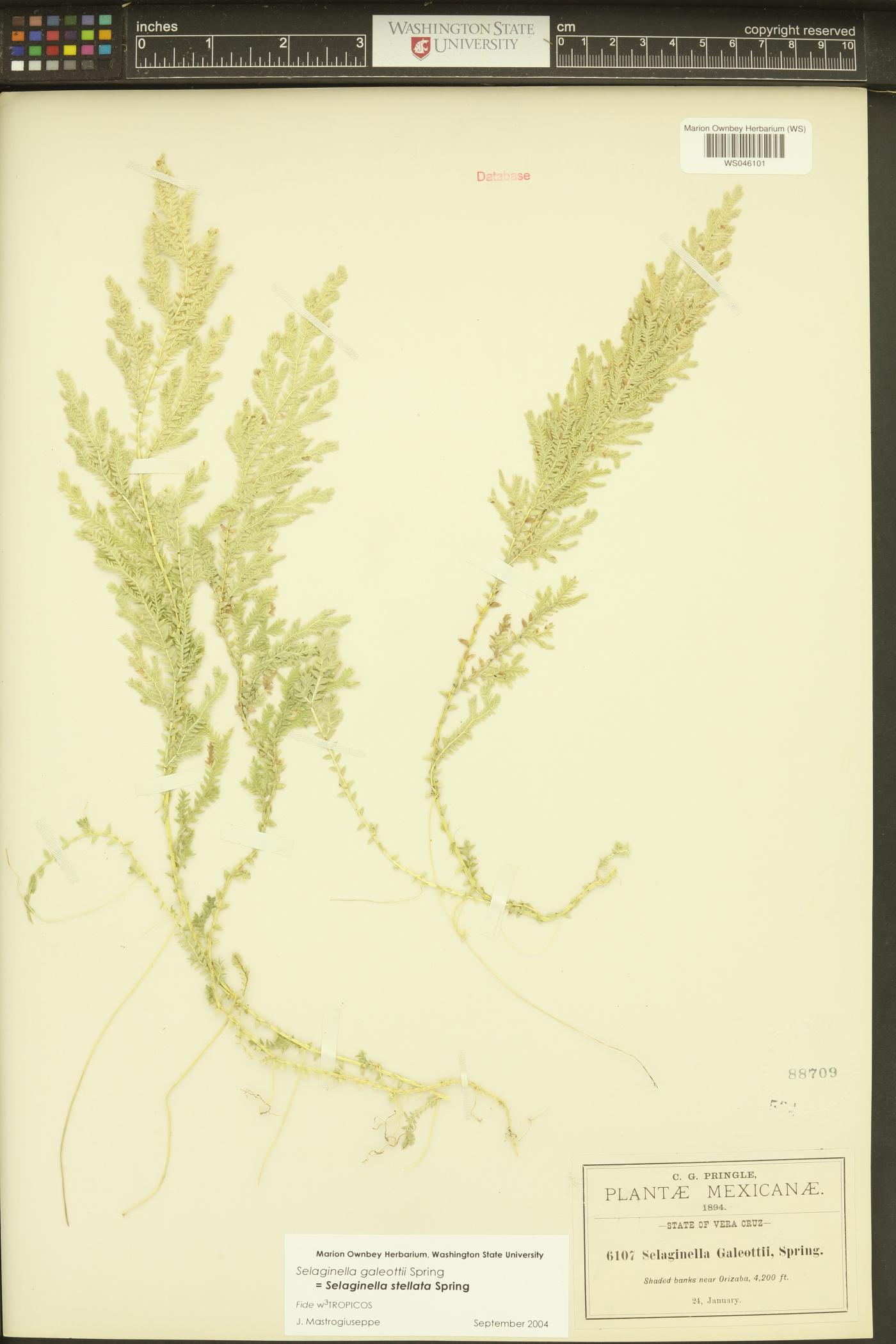 Selaginella stellata image