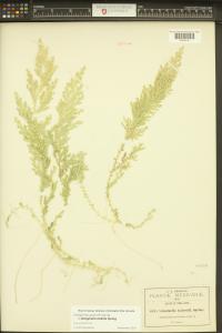 Selaginella stellata image