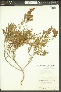 Penstemon fruticosus var. scouleri image