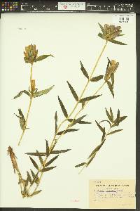 Gentiana linearis image