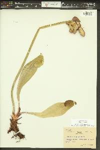 Sarracenia purpurea image