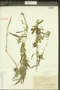 Symphyotrichum lanceolatum image