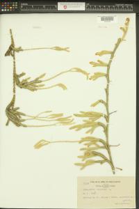 Lycopodium clavatum image