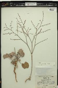 Eriogonum deflexum var. baratum image