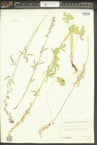 Sidalcea glaucescens image