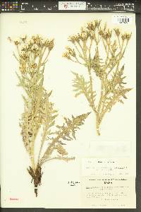 Crepis bakeri image