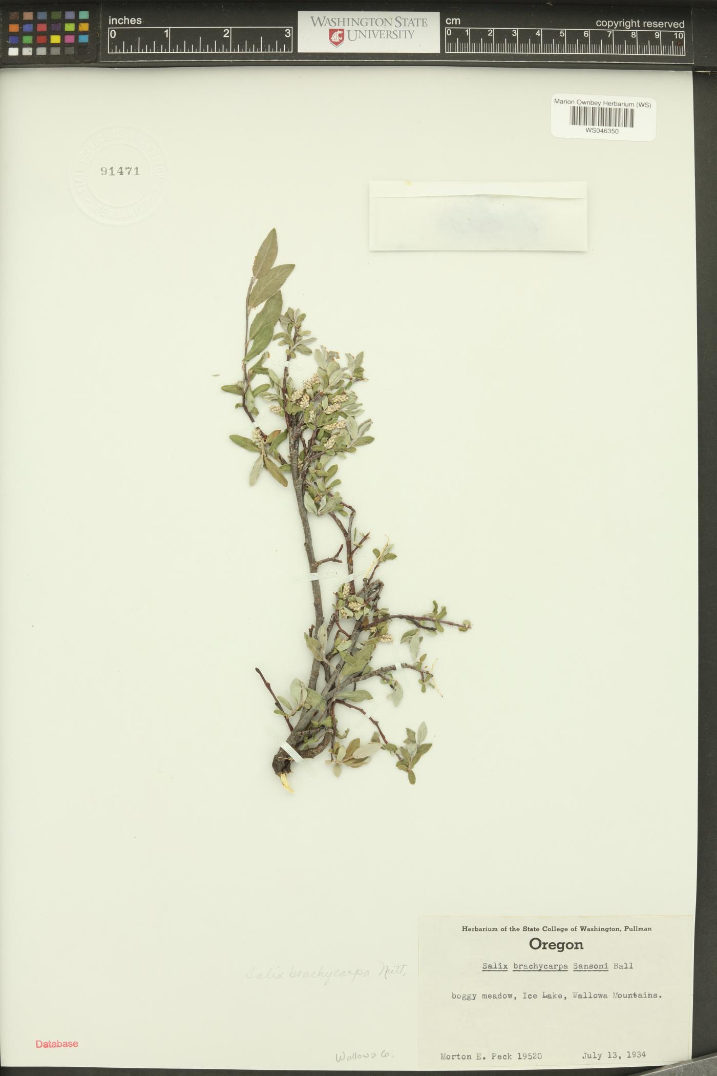 Salix brachycarpa image