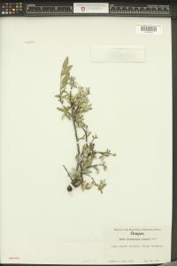 Salix brachycarpa image