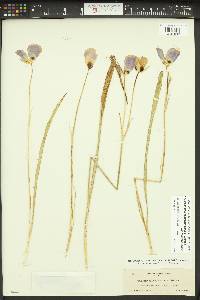 Calochortus nitidus image