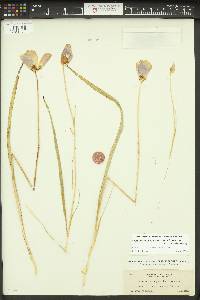 Calochortus nitidus image
