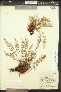 Woodsia oregana image