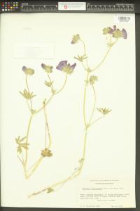 Sidalcea diploscypha image