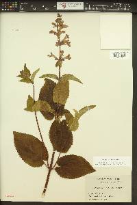 Stachys cooleyae image