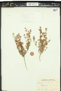 Eriogonum abertianum image