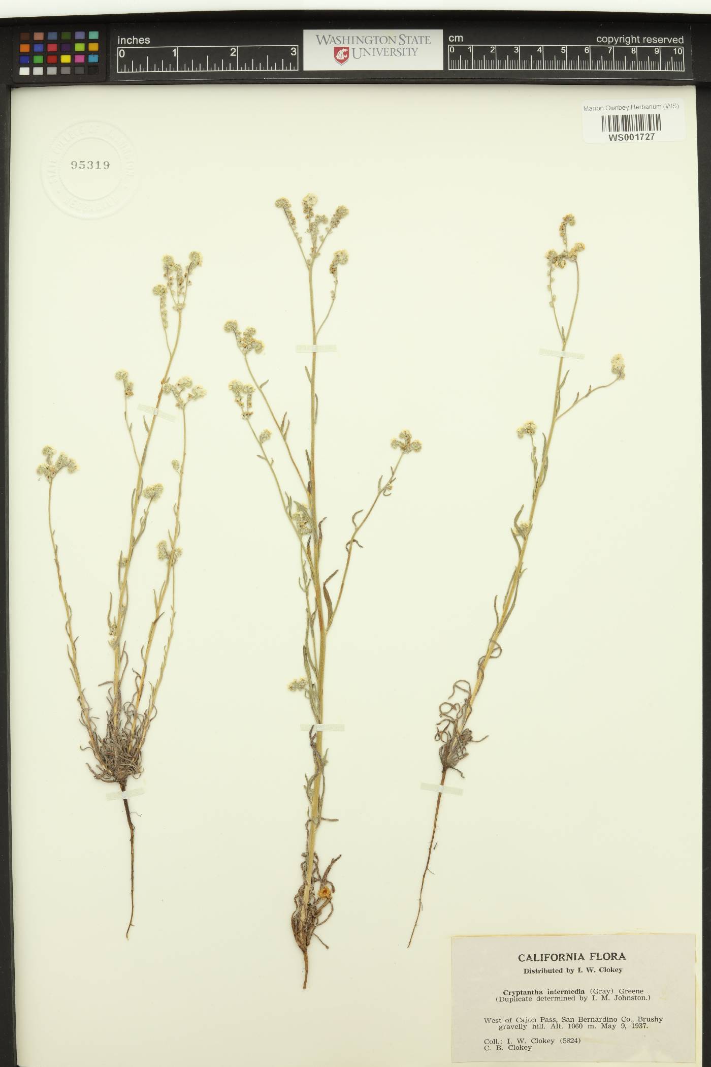 Cryptantha intermedia image