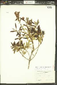 Penstemon fruticosus image