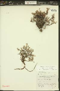Eriogonum microtheca image