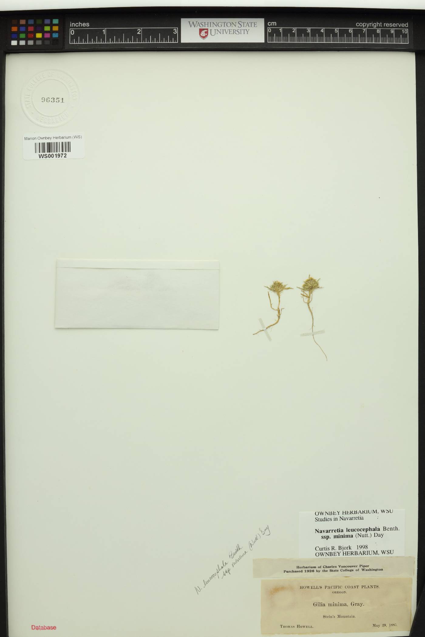 Navarretia leucocephala image