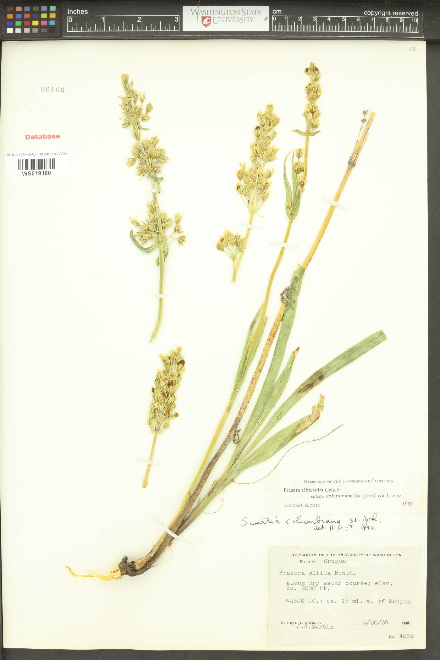 Frasera albicaulis var. columbiana image