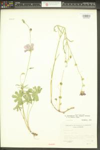 Sidalcea asprella subsp. elegans image