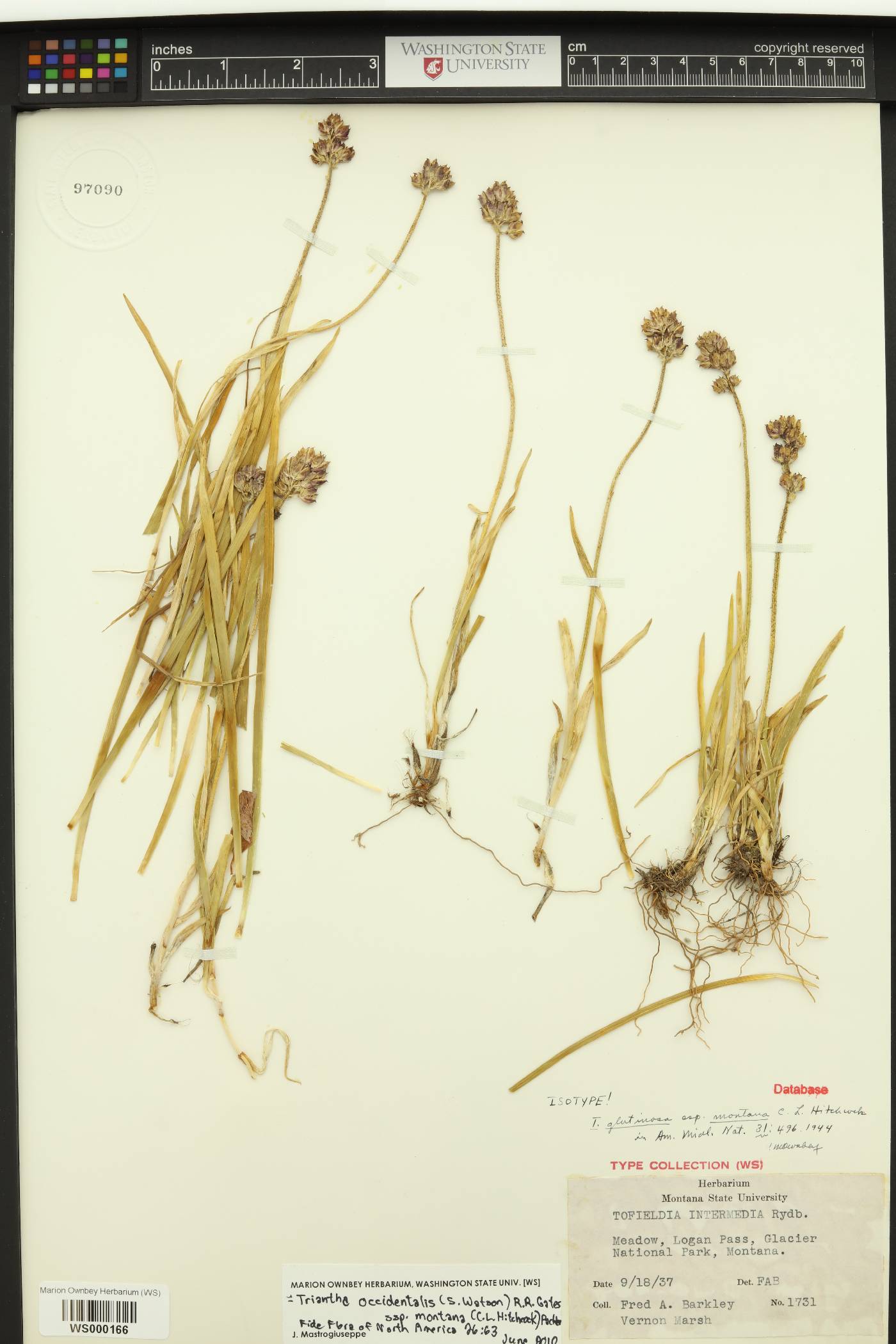 Triantha occidentalis subsp. montana image