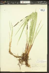 Carex aquatilis var. aquatilis image