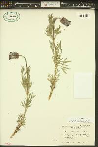 Clematis hirsutissima image