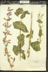 Penstemon pseudospectabilis image