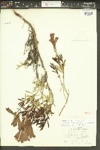 Penstemon fruticosus var. scouleri image