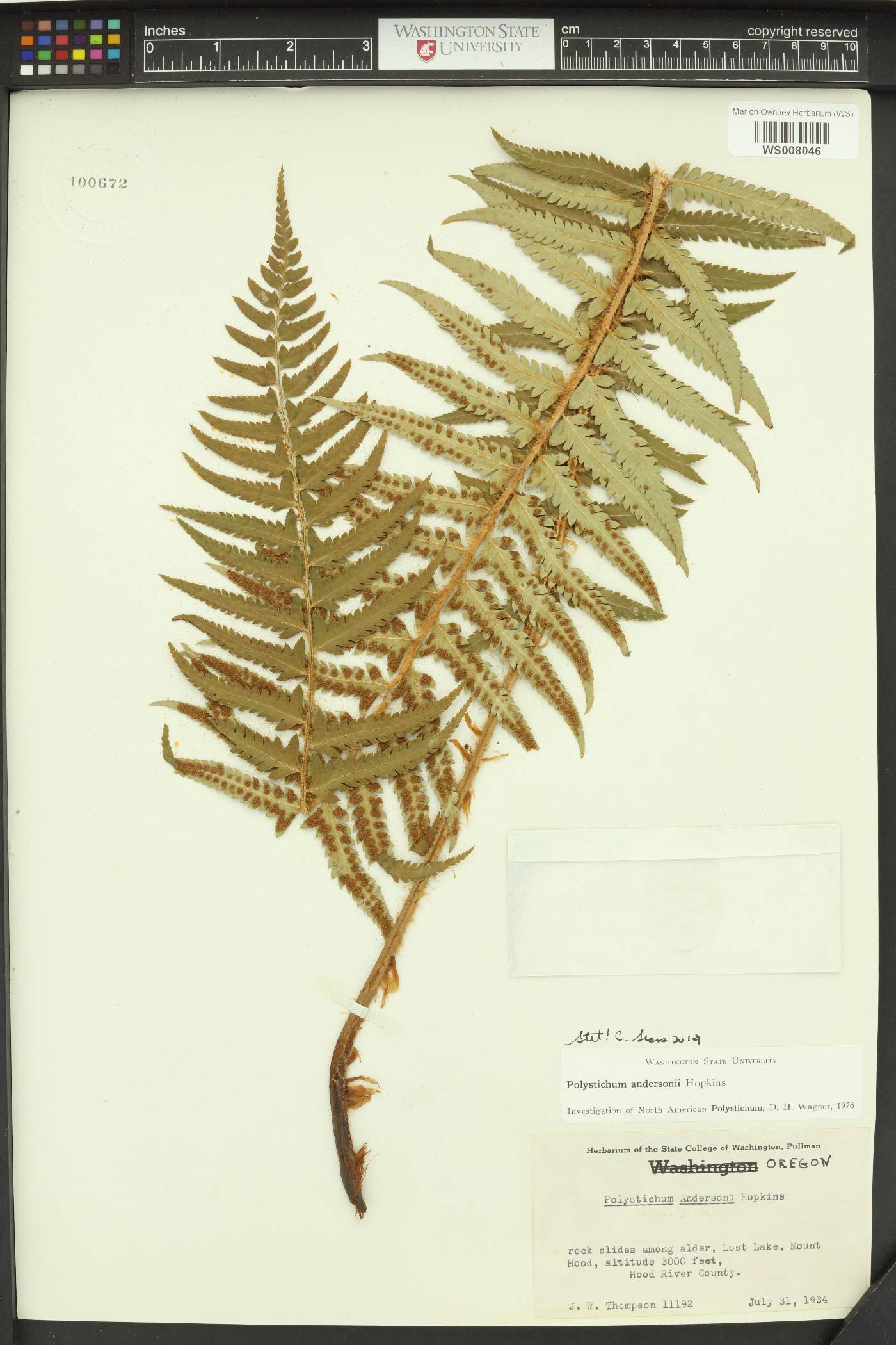 Polystichum andersonii image