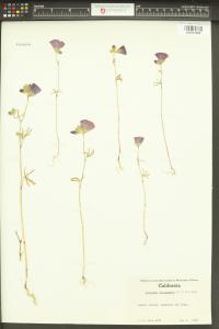 Sidalcea diploscypha image