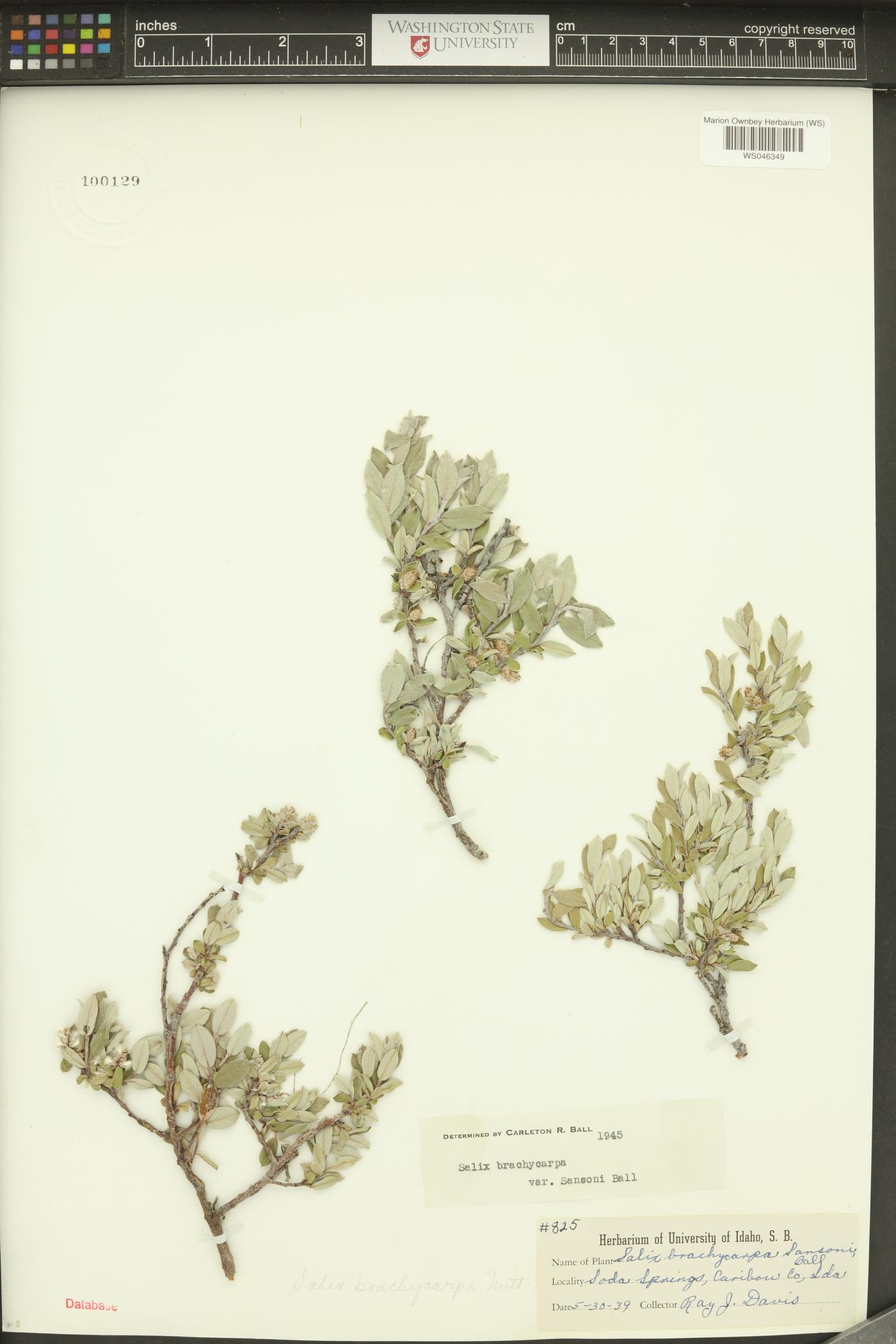Salix brachycarpa image