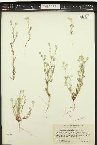 Cryptantha intermedia image