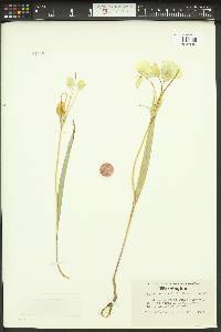 Calochortus subalpinus image