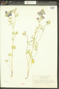 Sidalcea hirsuta image