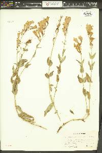 Penstemon venustus image