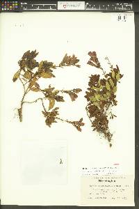 Penstemon fruticosus image