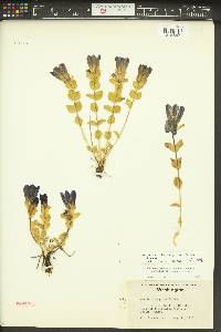 Gentiana calycosa image