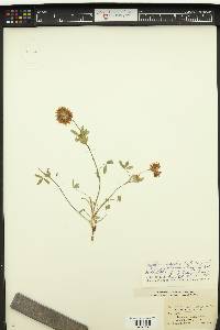 Trifolium rusbyi image