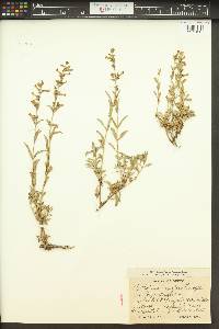 Penstemon deustus image