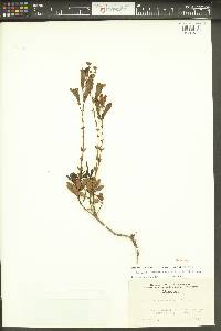 Penstemon fruticosus var. scouleri image